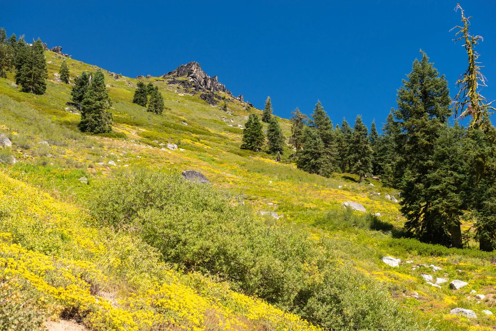Siskiyou Summit Road (NF 20), Mt. Ashland Ski Area - DPLA - e1d228f3ef66a97620c6f816428d4f00
