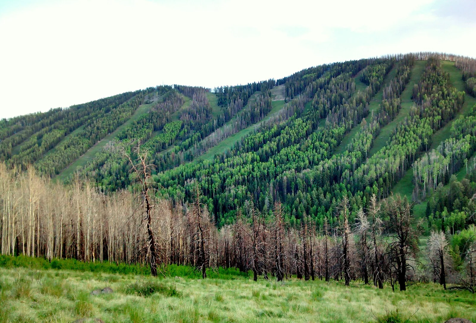 Ski Slopes of Pajarito Mountain, Los Alamos, NM - panoramio